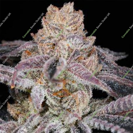 Herb Feminized Marijuana Strain by Cannarado Genetics For Sale Online at Cannabis Seeds Outlet