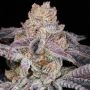 Herb Feminized Marijuana Strain by Cannarado Genetics For Sale Online at Cannabis Seeds Outlet