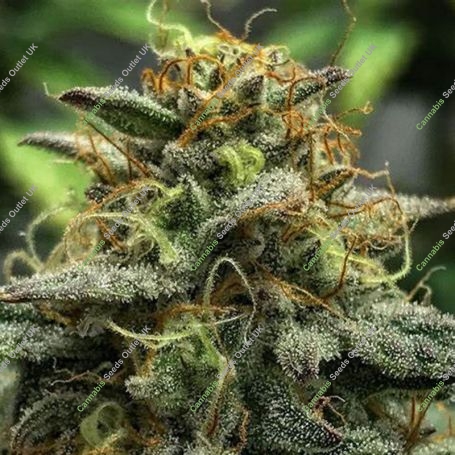 Grape Dosi v2 Regular Marijuana Strain by Cannarado Genetics For Sale Online at Cannabis Seeds Outlet