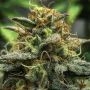 Grape Dosi v2 Regular Marijuana Strain by Cannarado Genetics For Sale Online at Cannabis Seeds Outlet