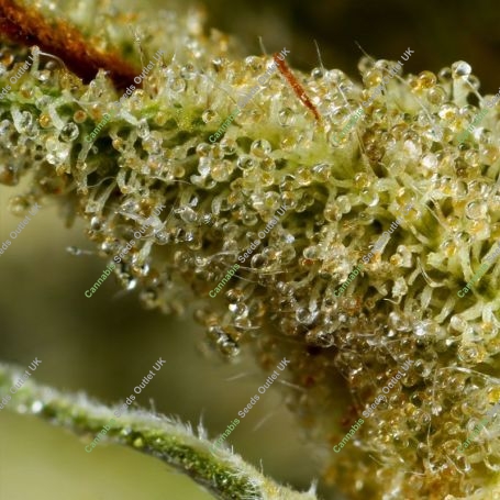 Goodnight Moon Feminized Marijuana Strain by Cannarado Genetics For Sale Online at Cannabis Seeds Outlet