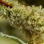 Goodnight Moon Feminized Marijuana Strain by Cannarado Genetics For Sale Online at Cannabis Seeds Outlet
