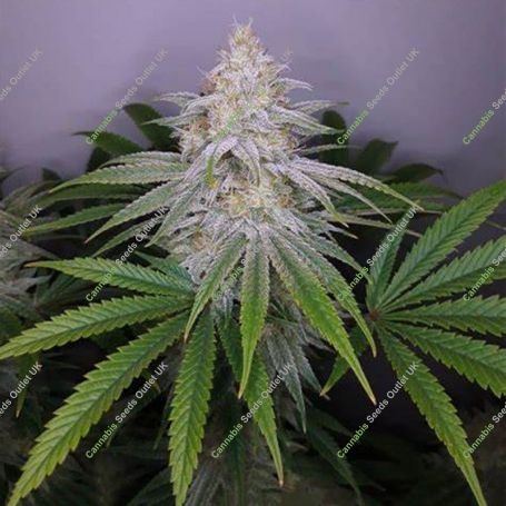 Chocolope Sundae Feminized Marijuana Strain by Cannarado Genetics For Sale Online at Cannabis Seeds Outlet