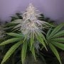 Chocolope Sundae Feminized Marijuana Strain by Cannarado Genetics For Sale Online at Cannabis Seeds Outlet