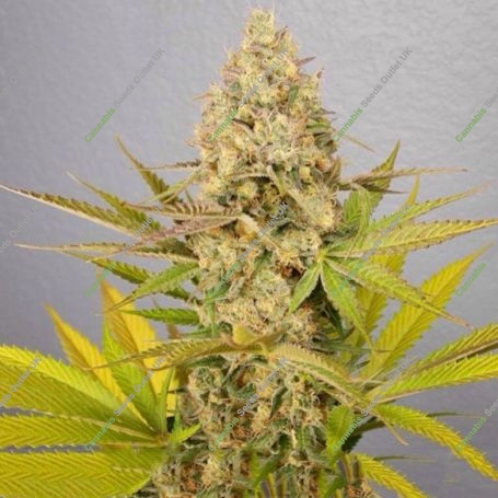 Bundy Feminized Marijuana Strain by Cannarado Genetics For Sale Online at Cannabis Seeds Outlet