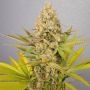 Bundy Feminized Marijuana Strain by Cannarado Genetics For Sale Online at Cannabis Seeds Outlet