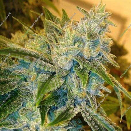 Birthday Blues Feminized Marijuana Strain by Cannarado Genetics For Sale Online at Cannabis Seeds Outlet