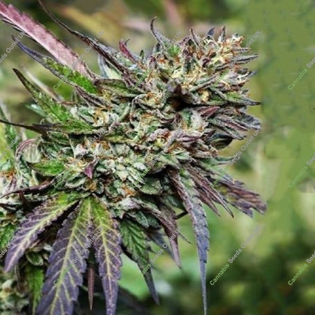 Bat Mitzvah Feminized Marijuana Strain by Cannarado Genetics For Sale Online at Cannabis Seeds Outlet