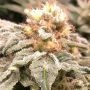 Cannarado Genetics Altar Bread Smoke Buds Weed Ganja Skunk Dope Pot Images Pics Nuggets