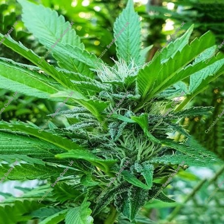 Yellow Snow Regular Marijuana Strain by Archive Seedbank For Sale Online at Cannabis Seeds Outlet