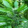Yellow Snow Regular Marijuana Strain by Archive Seedbank For Sale Online at Cannabis Seeds Outlet