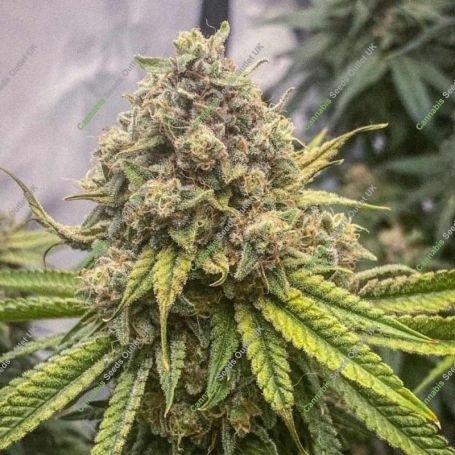 Blue Kachina Feminized Marijuana Strain by Conscious Genetics For Sale Online at Cannabis Seeds Outlet