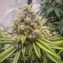 Blue Kachina Feminized Marijuana Strain by Conscious Genetics For Sale Online at Cannabis Seeds Outlet