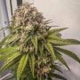 Conscious Genetics Blue Kachina Smoke Buds Weed Ganja Skunk Dope Pot Images Pics Nuggets