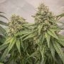 Blue Kachina Feminized by Conscious Genetics THC Content Potency Strength CBD Height Yield Flowering Time Indica Sativa Genetics