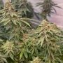 Blue Kachina Feminized Marijuana Seeds by Conscious Genetics Buy Online Cheap Discounted Feminised Female Cannabis Seeds Special