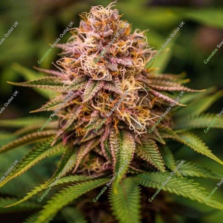 Conscious Kush V3 Feminized Marijuana Strain by Conscious Genetics For Sale Online at Cannabis Seeds Outlet