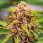 Conscious Genetics Conscious Kush V3 Smoke Buds Weed Ganja Skunk Dope Pot Images Pics Nuggets