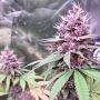 Conscious Kush V3 Feminized by Conscious Genetics THC Content Potency Strength CBD Height Yield Flowering Time Indica Sativa Gen