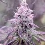 Conscious Kush V3 Feminized Marijuana Seeds by Conscious Genetics Buy Online Cheap Discounted Feminised Female Cannabis Seeds Sp