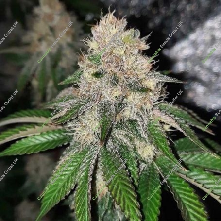Frozen Rose Feminized Marijuana Strain by Conscious Genetics For Sale Online at Cannabis Seeds Outlet