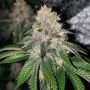 Frozen Rose Feminized Marijuana Strain by Conscious Genetics For Sale Online at Cannabis Seeds Outlet
