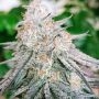 Conscious Genetics Frozen Rose Smoke Buds Weed Ganja Skunk Dope Pot Images Pics Nuggets