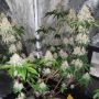 Frozen Rose Feminized by Conscious Genetics THC Content Potency Strength CBD Height Yield Flowering Time Indica Sativa Genetics