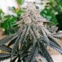 Frozen Rose Feminized Marijuana Seeds by Conscious Genetics Buy Online Cheap Discounted Feminised Female Cannabis Seeds Special 