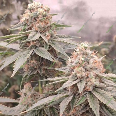 London Velvet Cake Feminized Marijuana Strain by Conscious Genetics For Sale Online at Cannabis Seeds Outlet