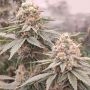 London Velvet Cake Feminized Marijuana Strain by Conscious Genetics For Sale Online at Cannabis Seeds Outlet