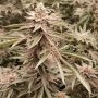 Conscious Genetics London Velvet Cake Smoke Buds Weed Ganja Skunk Dope Pot Images Pics Nuggets