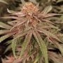 London Velvet Cake Feminized by Conscious Genetics THC Content Potency Strength CBD Height Yield Flowering Time Indica Sativa Ge
