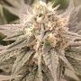 London Velvet Cake Feminized Marijuana Seeds by Conscious Genetics Buy Online Cheap Discounted Feminised Female Cannabis Seeds S