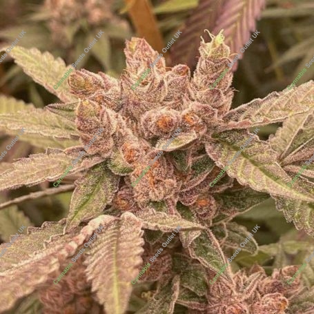 Pink Waferz Feminized Marijuana Strain by Conscious Genetics For Sale Online at Cannabis Seeds Outlet