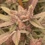 Pink Waferz Feminized Marijuana Strain by Conscious Genetics For Sale Online at Cannabis Seeds Outlet