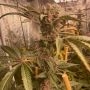 Conscious Genetics Pink Waferz Smoke Buds Weed Ganja Skunk Dope Pot Images Pics Nuggets