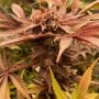 Pink Waferz Feminized by Conscious Genetics THC Content Potency Strength CBD Height Yield Flowering Time Indica Sativa Genetics