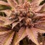 Pink Waferz Feminized Marijuana Seeds by Conscious Genetics Buy Online Cheap Discounted Feminised Female Cannabis Seeds Special 