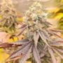 Orange Runtz Cake Feminized Marijuana Seeds by Conscious Genetics Buy Online Cheap Discounted Feminised Female Cannabis Seeds Sp