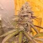 Conscious Genetics Orange Runtz Cake Smoke Buds Weed Ganja Skunk Dope Pot Images Pics Nuggets
