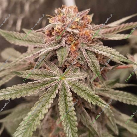Orange Runtz Cake Feminized Marijuana Strain by Conscious Genetics For Sale Online at Cannabis Seeds Outlet