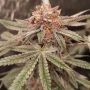 Orange Runtz Cake Feminized Marijuana Strain by Conscious Genetics For Sale Online at Cannabis Seeds Outlet