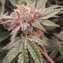 Orange Runtz Cake Feminized by Conscious Genetics THC Content Potency Strength CBD Height Yield Flowering Time Indica Sativa Gen