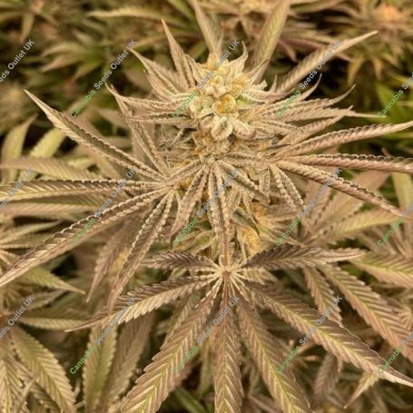 Zapplez Feminized Marijuana Strain by Conscious Genetics For Sale Online at Cannabis Seeds Outlet