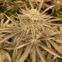 Zapplez Feminized Marijuana Strain by Conscious Genetics For Sale Online at Cannabis Seeds Outlet