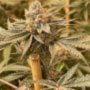 Conscious Genetics Zapplez Smoke Buds Weed Ganja Skunk Dope Pot Images Pics Nuggets