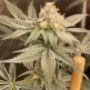 Zapplez Feminized by Conscious Genetics THC Content Potency Strength CBD Height Yield Flowering Time Indica Sativa Genetics