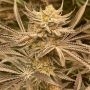 Zapplez Feminized Marijuana Seeds by Conscious Genetics Buy Online Cheap Discounted Feminised Female Cannabis Seeds Special Offe