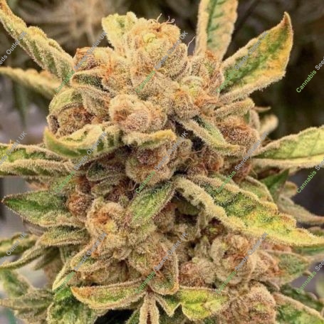 Sour Cuntz Feminized Marijuana Strain by Conscious Genetics For Sale Online at Cannabis Seeds Outlet